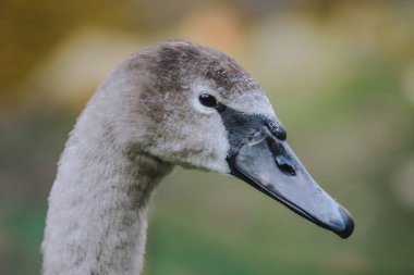 Gri kuğu sonbahar sezonunu kapattı