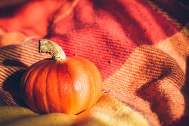 Kabak kırmızı battaniye fotokopi alanında. tebrik kartı