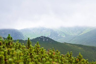 Yaz dağlarının manzarası. Güzel manzara. Boşluğu kopyala