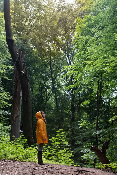 Femeie Haină Ploaie Galbenă Care Plimbă Prin Pădurea Ploioasă Vedere — Fotografie, imagine de stoc