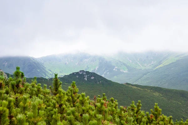 Yaz dağlarının manzarası. Güzel manzara. Boşluğu kopyala