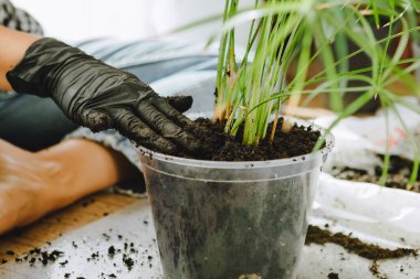 Evde daha büyük saksılara çiçek nakleden bir kadın. Boşluğu kopyala