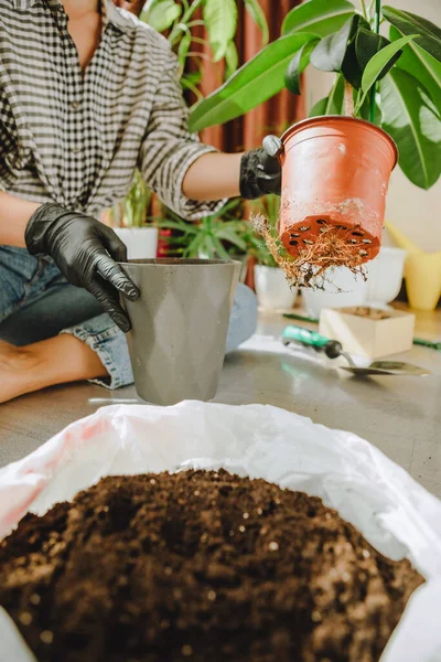 Frau Verpflanzt Blumen Größeren Töpfen Hause Kopierraum — Stockfoto