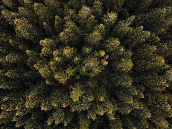 Blick Von Oben Auf Den Kiefernwald Kopierraum — Stockfoto