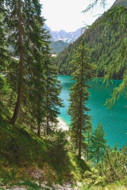 Dağlardaki gölün önündeki köknar ağaçları. Boşluğu kopyala