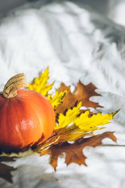 Beyaz çarşaflı sarı balkabağı. Boşluğu kopyala