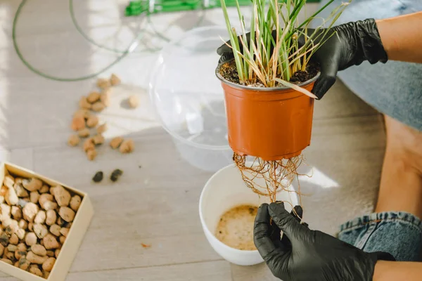 Frau Verpflanzt Blumen Größeren Töpfen Hause Kopierraum — Stockfoto