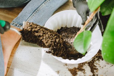Evde daha büyük saksılara çiçek nakleden bir kadın. Boşluğu kopyala