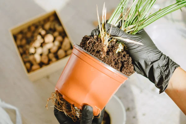 Frau Verpflanzt Blumen Größeren Töpfen Hause Kopierraum — Stockfoto