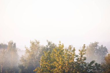 Sisli hava koşullarında sonbahar gündoğumunun görüntüsü kopya alanı