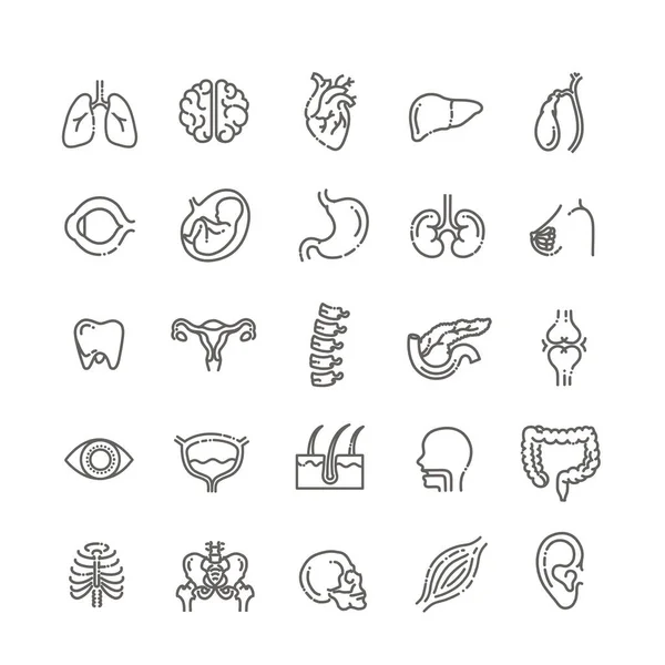Conjunto de iconos de línea vectorial de anatomía — Archivo Imágenes Vectoriales