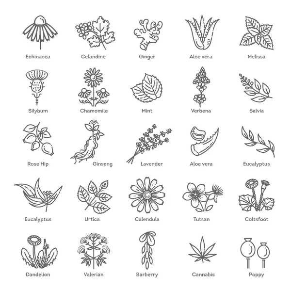 Colección de hierbas. Hierbas y flores saludables médicas — Vector de stock