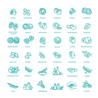 Ağ simgeleri koleksiyonu - fındık, fasulye ve tohum.