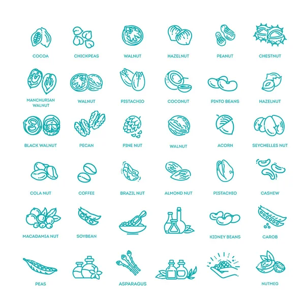 Web icons collection - nuts, beans and seed. — Stock Vector