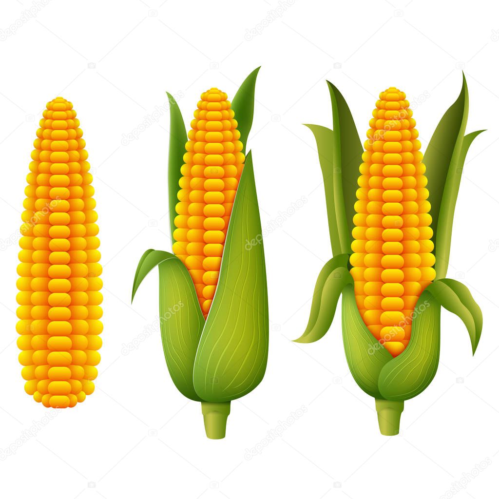 illustration of Fresh corn