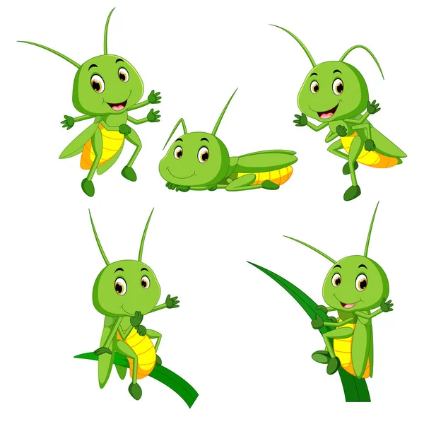 Set Collection Grasshopper Cartoon — Stock Vector