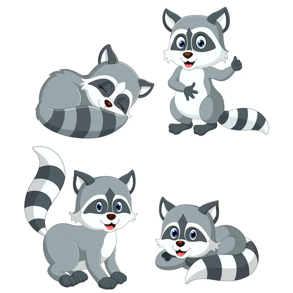 Collection Grey Racoon Different Posing — Stock Vector