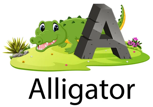 Zoo Djur Alfabetet För Alligator Med Djuret Bredvid — Stock vektor