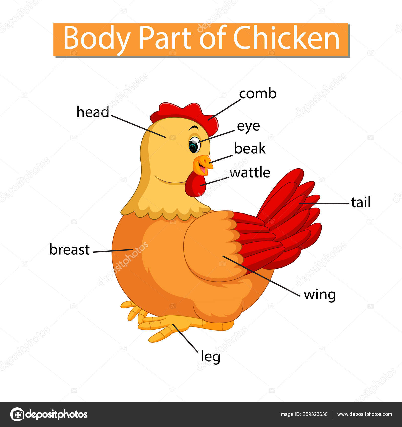 Diagram Showing Body Part Chicken Stock Vector Image by