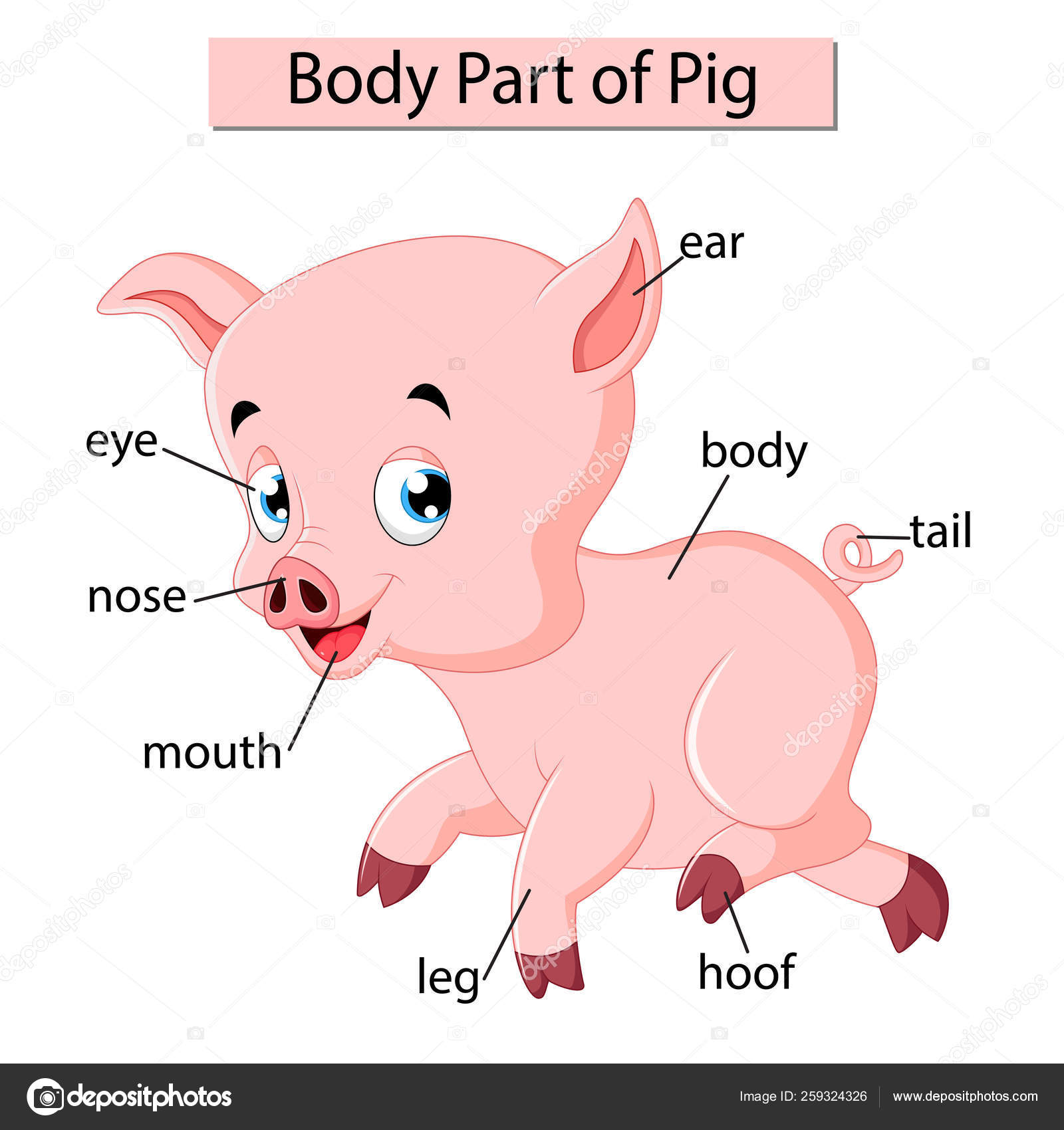 Pig Parts Chart