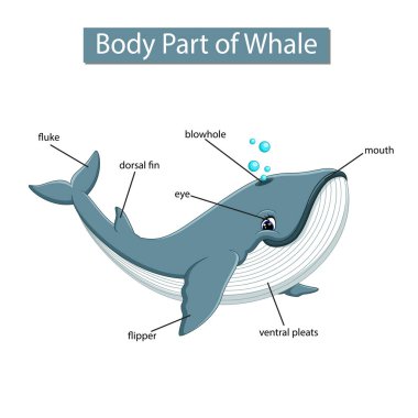 Diagram showing body part of whale clipart