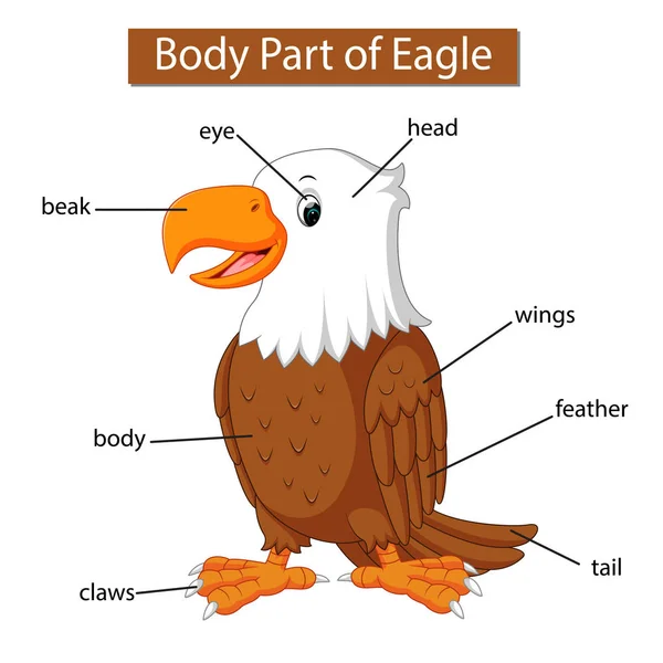 Diagrama Que Muestra Parte Del Cuerpo Del Águila — Archivo Imágenes Vectoriales
