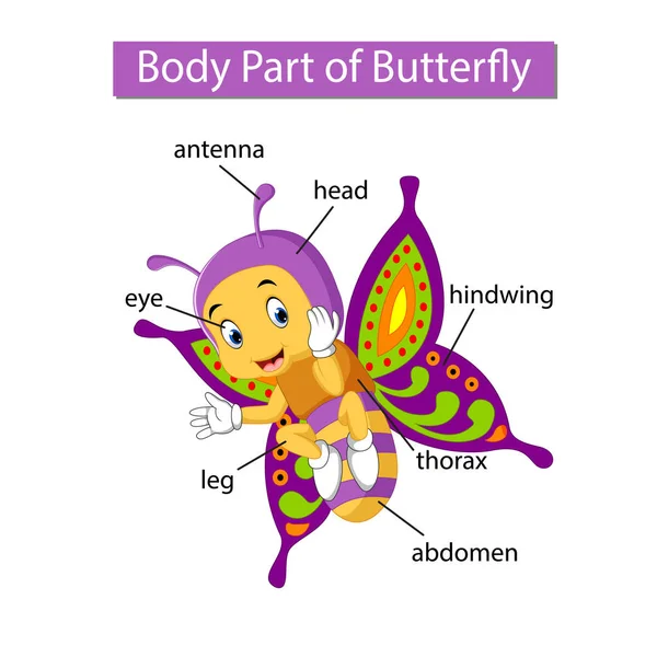 Diagram Znázorňující Část Motýla — Stockový vektor