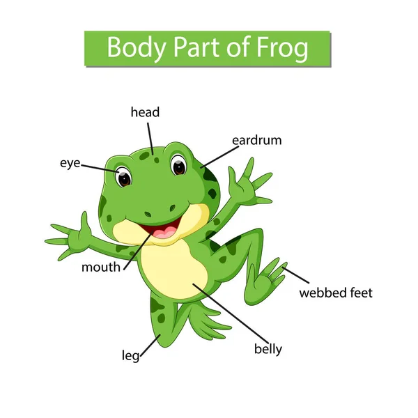 显示青蛙身体部位的图表 — 图库矢量图片