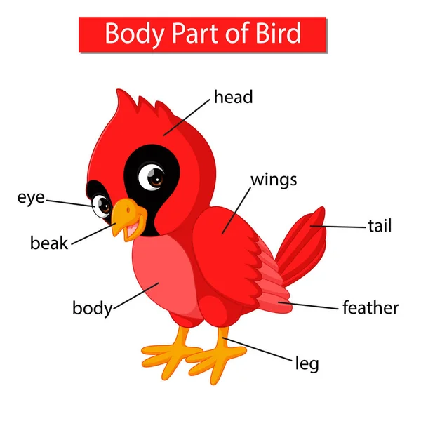 Diagram Znázorňující Hlavní Část Červeného Ptáka — Stockový vektor