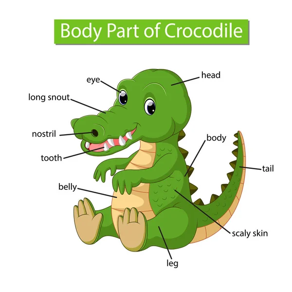 Diagrama Que Muestra Parte Del Cuerpo Del Cocodrilo — Archivo Imágenes Vectoriales