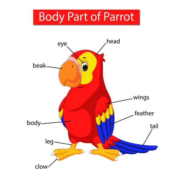 Papağan Vücut Kısmını Gösteren Diyagram — Stok Vektör