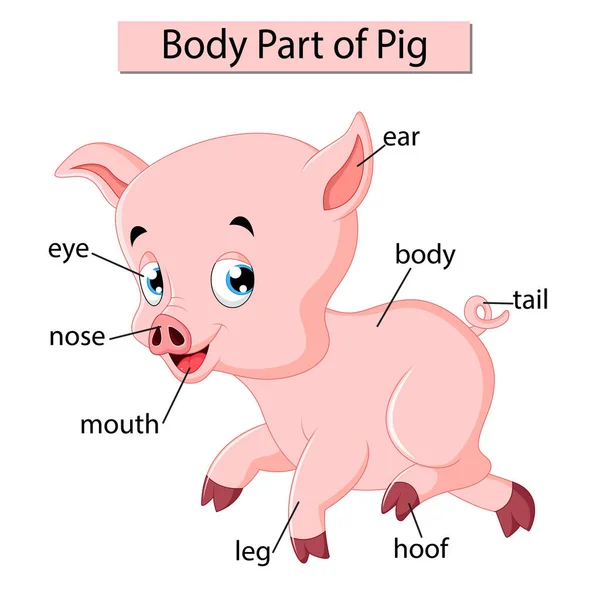 显示猪身体部位的图表 — 图库矢量图片