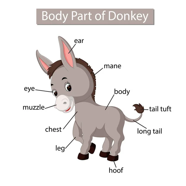 Diagram showing body part of donkey