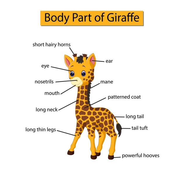Schema Che Mostra Parte Del Corpo Della Giraffa — Vettoriale Stock