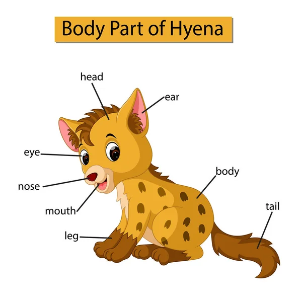 Diagrama Que Muestra Parte Corporal Hiena — Archivo Imágenes Vectoriales