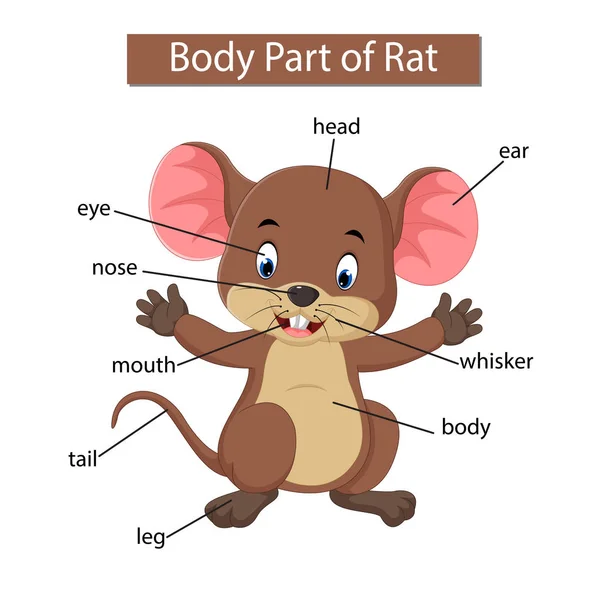Diagram Przedstawiający Część Ciała Szczura — Wektor stockowy