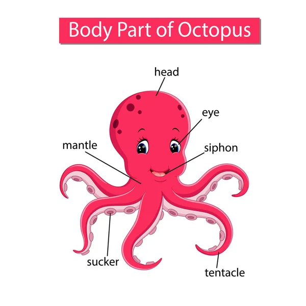 Schema Che Mostra Parte Del Corpo Del Polpo — Vettoriale Stock