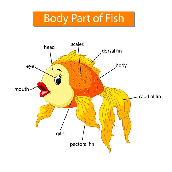 魚の体の部分を示す図 — ストックベクタ