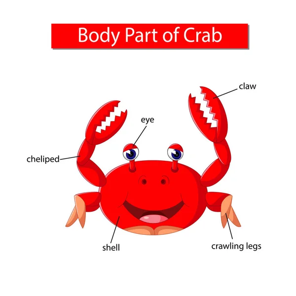 Grafik Zeigt Körperteil Der Krabbe — Stockvektor
