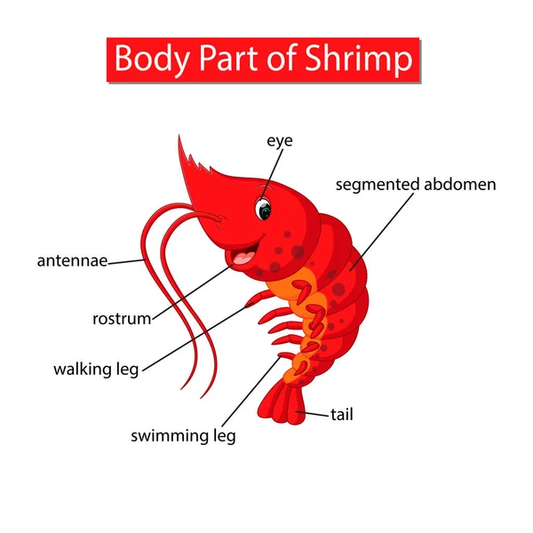 Diagrama Mostrando Parte Corpo Camarão —  Vetores de Stock