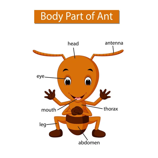 Grafik Zeigt Körperteil Einer Ameise — Stockvektor
