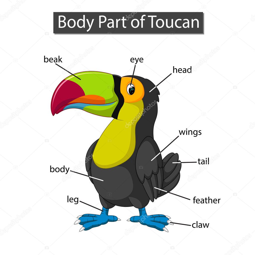 Diagram showing body part of toucan