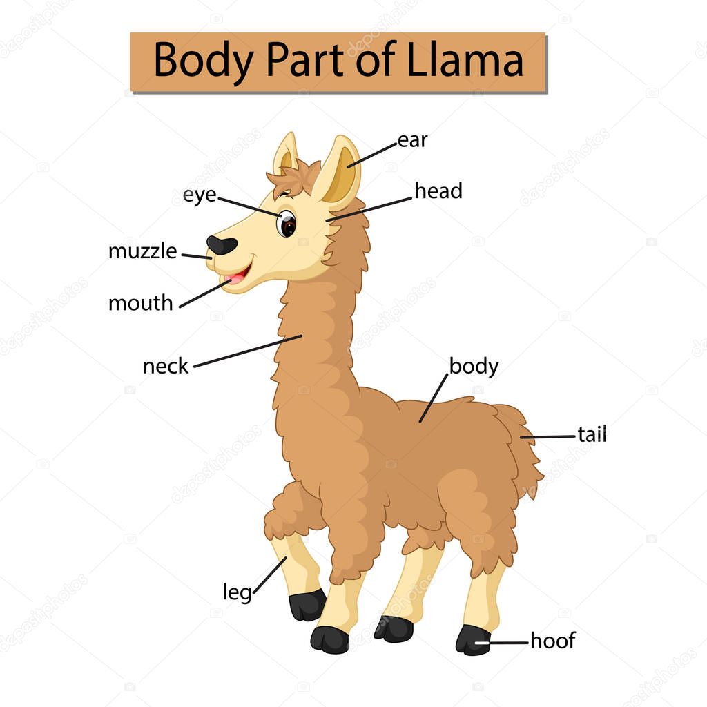 Diagram showing body part of Llama