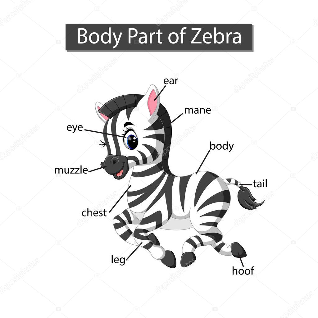 Diagram showing body part of zebra