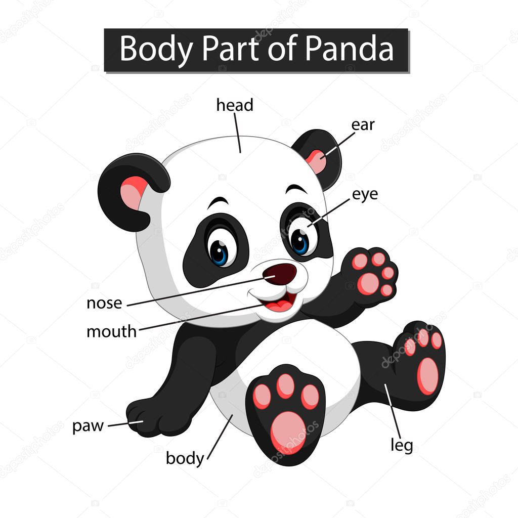 Diagram showing body part of panda