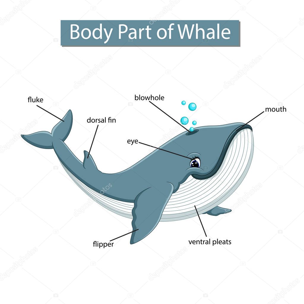 Diagram showing body part of whale