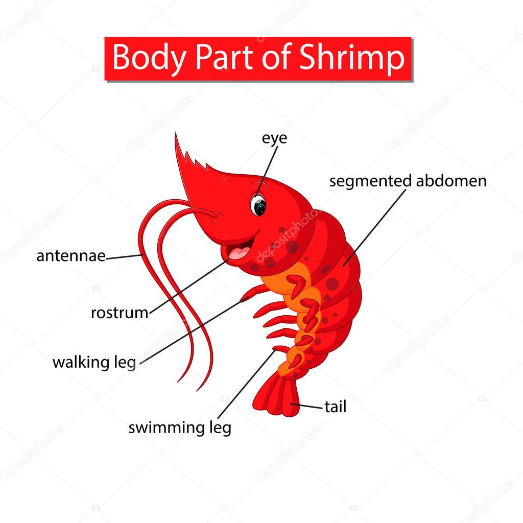 Diagram showing body part of shrimp