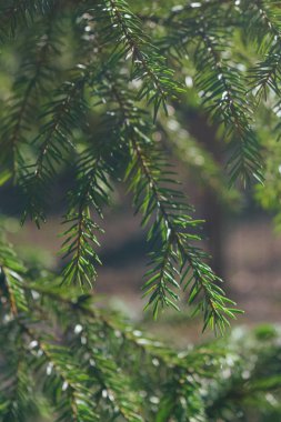çam ağacı arka plan