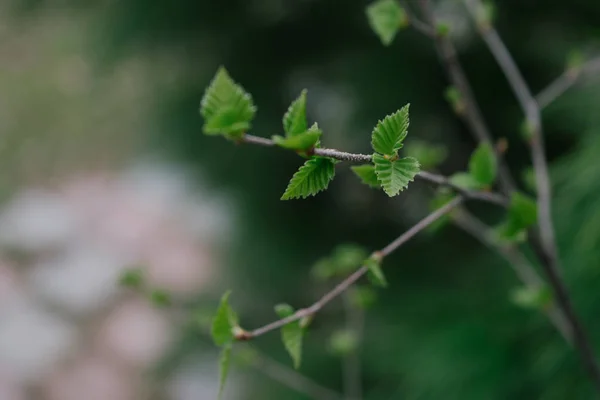 Fundo da árvore de primavera verde — Fotografia de Stock