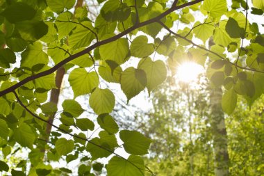 Yaz rus orman, doğa görünümü arka plan genç yeşil huş ağacı yaprakları bir gölgelik ile parlak sıcak güneş ışığı